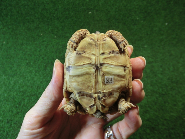 バブコックヒョウモンガメSサイズ  83番の画像