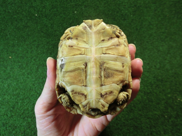 バブコックヒョウモンガメSサイズ  83番の画像