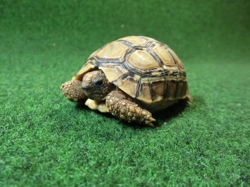 バブコックヒョウモンガメSサイズ  83番の画像