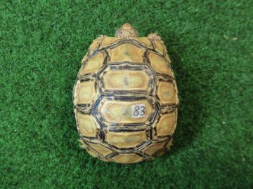 バブコックヒョウモンガメSサイズ  83番の画像