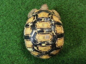 バブコックヒョウモンガメSサイズ  83番の画像