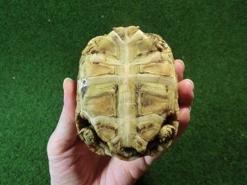 バブコックヒョウモンガメSサイズ  83番の画像
