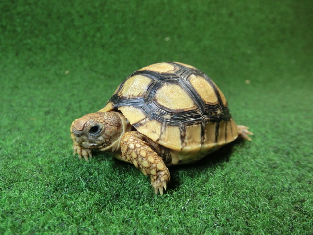 バブコックヒョウモンガメSサイズ ヘサキ柄  84番の画像