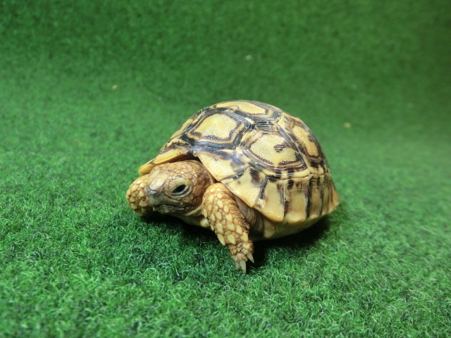 バブコックヒョウモンガメベビー 85番の画像