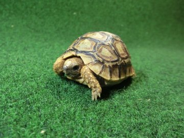 バブコックヒョウモンガメベビー  86番の画像