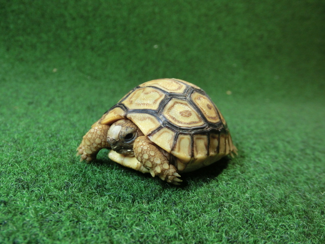 バブコックヒョウモンガメベビー ♡模様  87番の画像