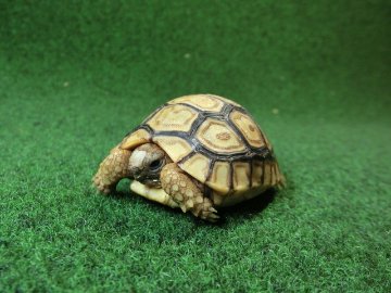 バブコックヒョウモンガメベビー ♡模様  87番の画像