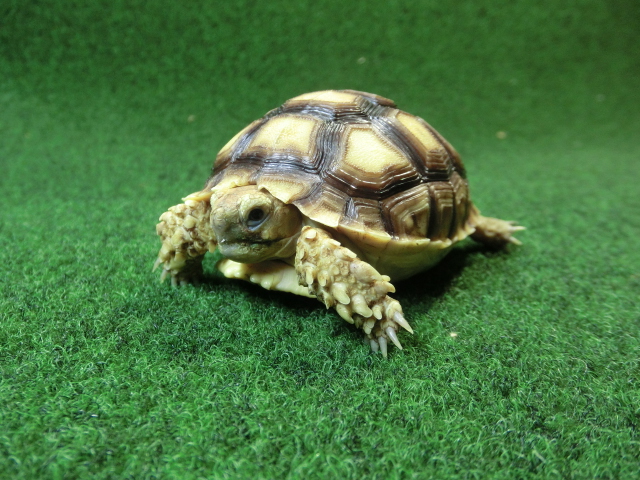 ケヅメリクガメベビー トーゴ産CB個体27番 の画像