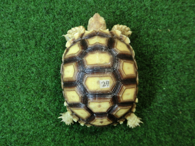 ケヅメリクガメベビー トーゴ産CB個体27番 の画像