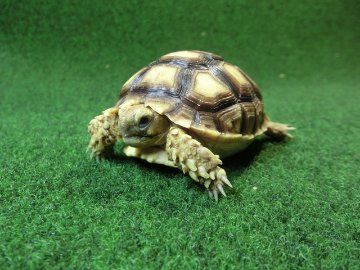 ケヅメリクガメベビー トーゴ産CB個体27番 の画像