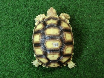 ケヅメリクガメベビー トーゴ産CB個体27番 の画像