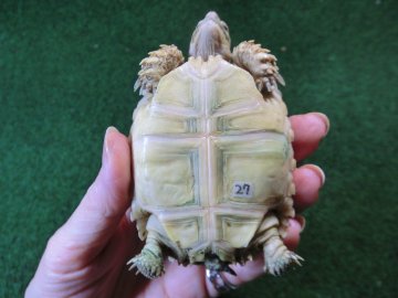 ケヅメリクガメベビー トーゴ産CB個体27番 の画像