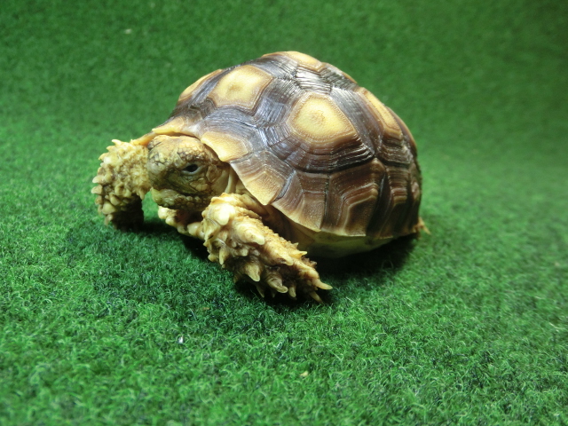 ケヅメリクガメベビー トーゴ産CB個体28番 の画像