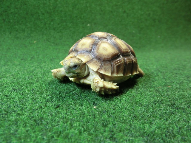 ケヅメリクガメベビー トーゴ産CB個体28番 の画像