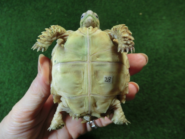 ケヅメリクガメベビー トーゴ産CB個体28番 の画像