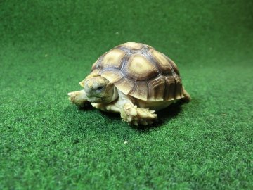 ケヅメリクガメベビー トーゴ産CB個体28番 の画像