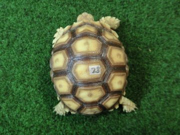 ケヅメリクガメベビー トーゴ産CB個体28番 の画像