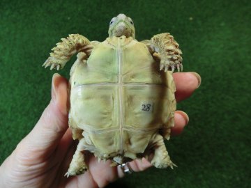 ケヅメリクガメベビー トーゴ産CB個体28番 の画像