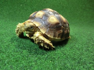 ケヅメリクガメベビー トーゴ産CB個体28番 の画像