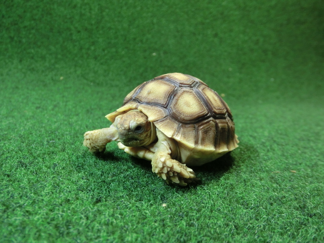 ケヅメリクガメベビー トーゴ産CB個体29番 の画像
