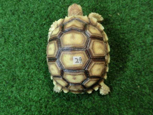 ケヅメリクガメベビー トーゴ産CB個体29番 の画像