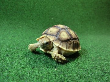 ケヅメリクガメベビー トーゴ産CB個体29番 の画像