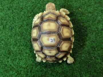 ケヅメリクガメベビー トーゴ産CB個体29番 の画像