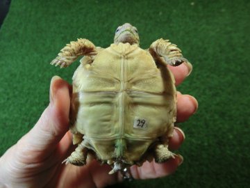 ケヅメリクガメベビー トーゴ産CB個体29番 の画像