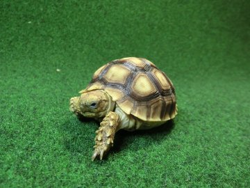 ケヅメリクガメベビー トーゴ産CB個体29番 の画像