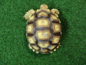 ケヅメリクガメベビー トーゴ産CB個体29番 の画像