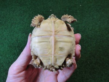 ケヅメリクガメベビー トーゴ産CB個体29番 の画像