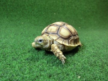 ケヅメリクガメベビー トーゴ産CB個体30番 の画像