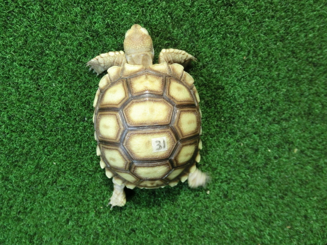 ケヅメリクガメベビー トーゴ産CB個体31番 の画像