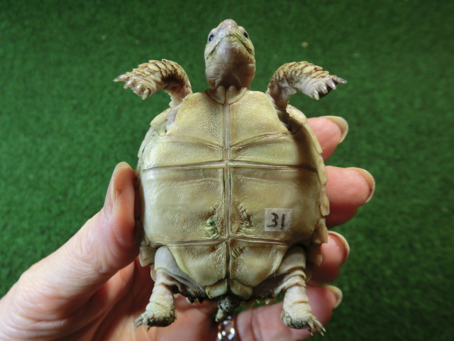 ケヅメリクガメベビー トーゴ産CB個体31番 の画像