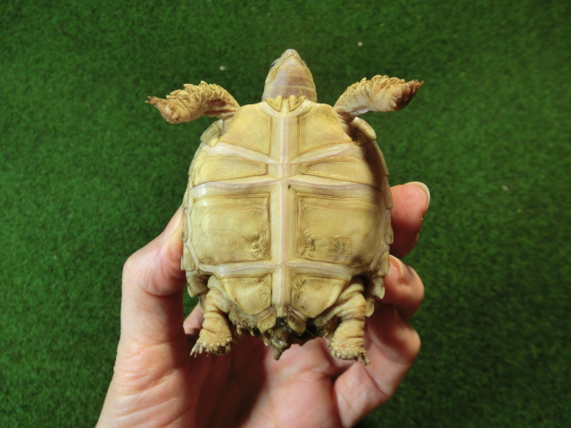 ケヅメリクガメベビー トーゴ産CB個体31番 の画像