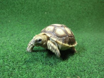 ケヅメリクガメベビー トーゴ産CB個体31番 の画像