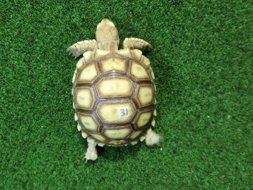 ケヅメリクガメベビー トーゴ産CB個体31番 の画像