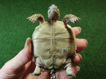 ケヅメリクガメベビー トーゴ産CB個体31番 の画像