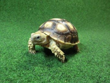 ケヅメリクガメベビー トーゴ産CB個体31番 の画像