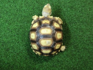 ケヅメリクガメベビー トーゴ産CB個体31番 の画像