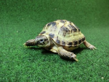 ホルスフィールドリクガメベビーCB個体40番の画像