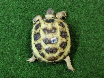 ホルスフィールドリクガメベビーCB個体40番の画像