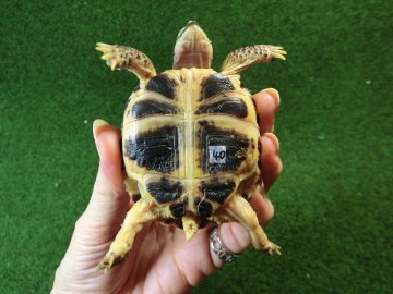 ホルスフィールドリクガメベビーCB個体40番の画像