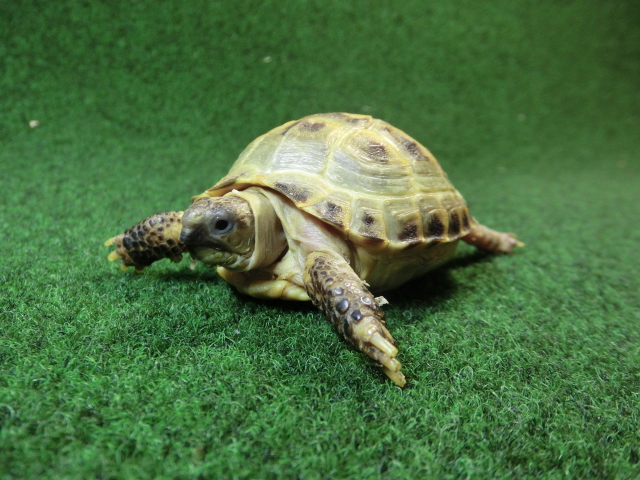 ホルスフィールドリクガメベビーCB個体41番の画像