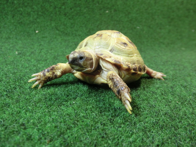 ホルスフィールドリクガメベビーCB個体43番の画像