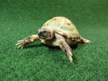 ホルスフィールドリクガメベビーCB個体43番の画像