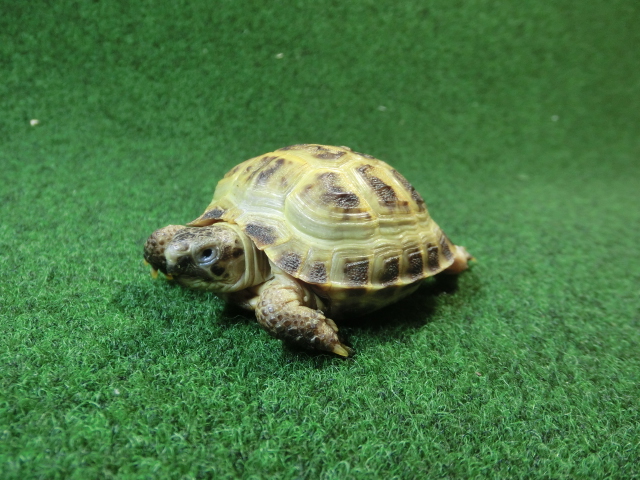 ホルスフィールドリクガメベビーCB個体44番の画像