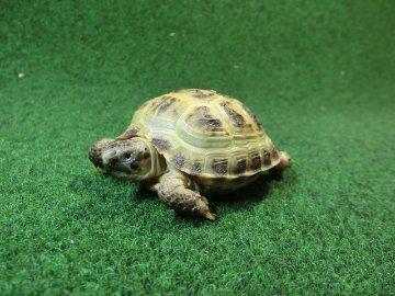 ホルスフィールドリクガメベビーCB個体44番の画像