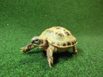 ホルスフィールドリクガメベビーCB個体45番の画像