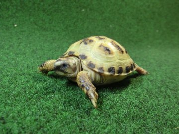 ホルスフィールドリクガメベビーCB個体46番の画像